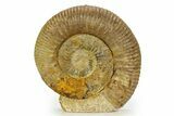 Jurassic Ammonite (Stephanoceras) Fossil - England #351340-2